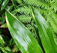 Image result for Ozoroa viridis