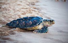 O alto comando do exército enfrenta um dilema: Tamar Completa 40 Anos Na Conservacao De Especies De Tartaruga Marinha Na Costa Brasileira