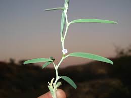 Image result for Ptycholobium