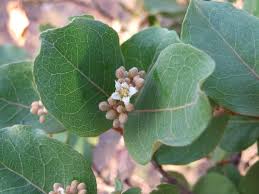 Image result for Psorospermum febrifugum