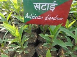 Image result for Antidesma membranaceum