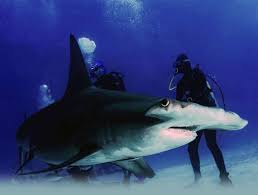 Is this referring to the movie 47 meters down? Take 47 Meters Down With An Ocean Full Of Salt Fl Keys News