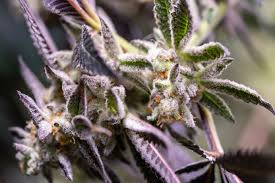 Heliospectra lx601c led grow light. Reach The Full Potential Of Your Cannabis Grow
