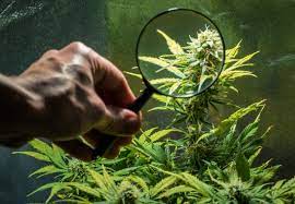 Michigan Wholesale Medical Marijuana Prices Fall On Flood Of Caregiver  Product