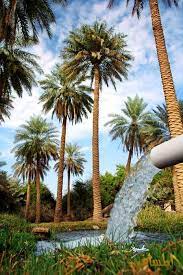 مـحـمـد عـلـوي اجمل ماقيل عن أم النخيل وفاتنة الشعراء