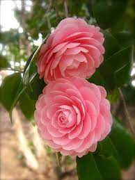 Pin On Mi Jardin