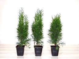 In diesem gartenvideo erklären wir, wie und wann pflanzen die mit erdballen gepflanzt werden. Smaragd Lebensbaum Thuja Occidentalis Hecken Gunstig Kaufen