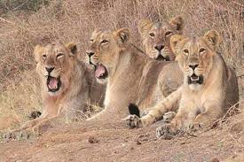 Pin By Live Planet News On Travel In 2020 Gir Forest Safari Park Lion Safari