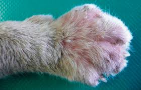 Pemphigus Foliaceus In Cats Vet360