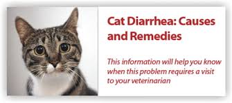 Home Remedies For Cat Diarrhea New Daily Offers Insutas Com