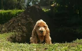 Let your dog socialize with other dogs. How To Stop A Dog From Digging In The Yard