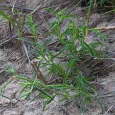 Image result for Wahlenbergia paludicola