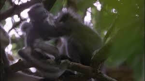This incredibly varied group includes animals such as whales, bats, elephants and mice. Thomas S Leaf Monkey Tropical Rainforest Sumatra Hd Stock Video 578 108 062 Framepool Stock Footage