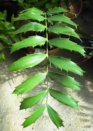 Image result for Encephalartos ferox