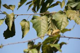 Image result for Guazuma