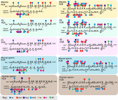 They modulate the function of most eukaryote proteins by altering their activity state. Comprehensive Analysis Of Histone Post Translational Modifications In Mouse And Human Male Germ Cells Epigenetics Chromatin Full Text