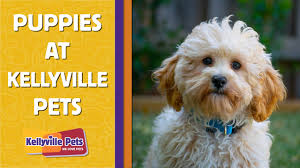 See more of labrador puppies for sale nsw australia on facebook. Puppies For Sale Shop Puppies In Australia From Ethical Breeders Kellyville Pets