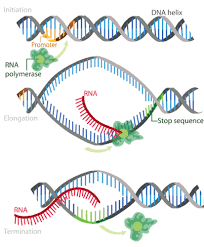 In animal, plant and fungal cells, the instructions for making proteins and the structures where proteins are made are found in two different. Protein Synthesis Ck 12 Foundation