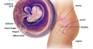 Pin On My 2nd Pregnancy Its A Girl