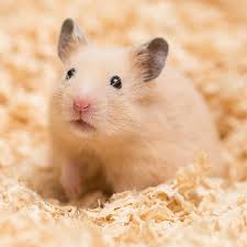 Hamsters From The Wild To Your Bedroom In 2020 Hamster Cute Hamsters Syrian Hamster
