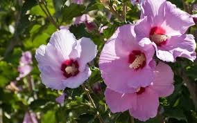 Check out our rose of sharon bush selection for the very best in unique or custom, handmade pieces from our craft supplies & tools shops. Fertilizing Rose Of Sharon Bushes Cromalinsupport