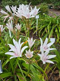Image result for Crinum paludosum
