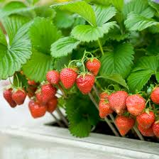 Here's how to make sure that your plant seedlings transplant successfully into the garden. How To Grow Strawberry Plants In Pots