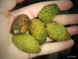 Image result for Maranthes