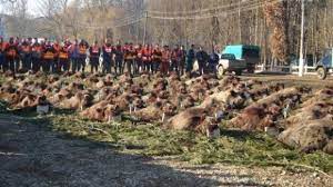 Pentru vanatoarea de coioti sau porci mistreti, combinatia de magnificatie.meopta. Oradea SurvolatÄ De Flota Lui Å£iriac Incepe VanÄtoarea De MistreÈi De La Balc Bihon