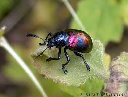 Platycorynus Undatus Olivier 1791 Chrysomelidae Pictures Of Insects Insects Beetle