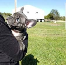 We did not find results for: Young Blue French Bulldog Pups For Sale Brisbane City Qld Australia
