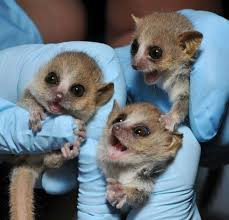 Check spelling or type a new query. Welcome To Baby Mouse Lemur Season Zooborns
