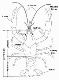 Sustaining Americas Aquatic Biodiversity Crayfish