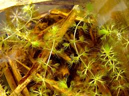 Image result for Aldrovanda vesiculosa