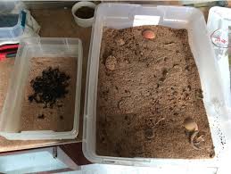 La durée de la vie larvaire dépend elle aussi de la température et varie de 10 semaines à 15 semaines. Guide Pratique Sur L Elevage Du Ver De Farine Elevage Le Peuplier