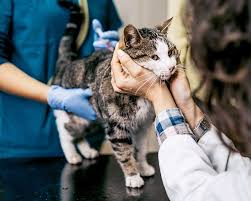 Hyperthyroid Treatment For Cats In Tucson Az