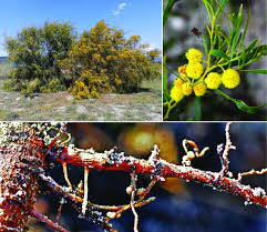 Image result for Eriosema nutans