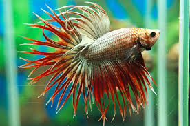 Red Gold Crowntail Betta Betta Fish Fish Breeding