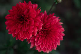 In attracting mason bees, you should consider their habitat and the resources they need around them. Chrysanthemum Full Guide How To Grow And Care For Mums