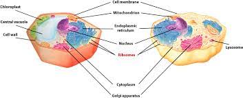 Ribosomes can yet be discovered floating inside the cytoplasm or joined to the endoplasmic reticulum. Download Ribosomes Of A Plant And Animal Cells Is Labled Cytoplasm In Animal Cell And Plant Cell Full Size Png Image Pngkit