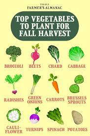 Planting Vegetables For A Fall Harvest Vegetables Planting Vegetables Fall Vegetables