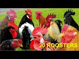 The urban roosters la mayor competición online de hip hop freestyle. 20 Different Roosters Crowing Krahruf Der Hahne Von 20 Verschiedenen Huhnerrassen Im Vergleich Youtube