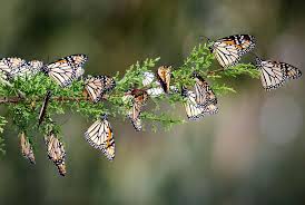 Seamless watercolor pink butterflies pattern. Your Butterfly Photos Could Help Monarch Conservation Smart News Smithsonian Magazine
