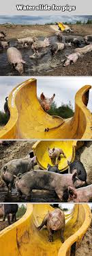 A Water Slide For Pigs Funny Pig Pictures Funny Pigs Pet Pigs