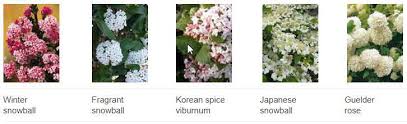 Your plant or shrub has only one main stem. Pruning The Snowball Bakker Com