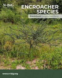 Image result for Acacia mellifera