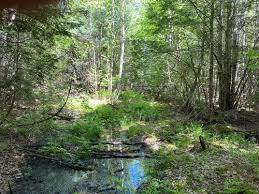 Maybe you would like to learn more about one of these? Maine Stream Land For Sale Landflip