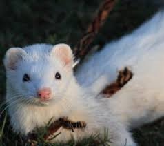 Ready to leaveready to leave: Ferrets For Sale Sydney White Strathfield Pet Shop