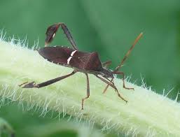 When i inspected my tomatoes earlier, there were these tiny black specks on my brandywine and some of my homestead tomatoes. Winged Black Bug Found On Sunflowers And Tomato Plants Leptoglossus Phyllopus Bugguide Net