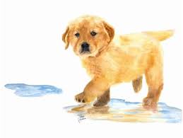 Puddles The Golden Retriever Stretched Canvas Goldenretriever Golden Retriever Dogs Golden Retriever Retriever